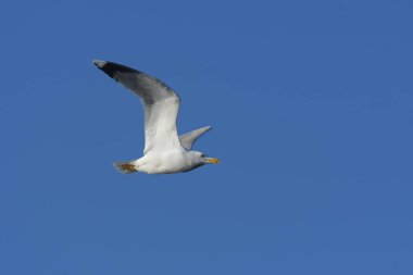 Sarı bacaklı martı - (Larus michahellis) 