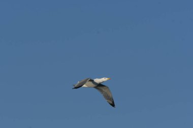 Sarı bacaklı martı - (Larus michahellis) 