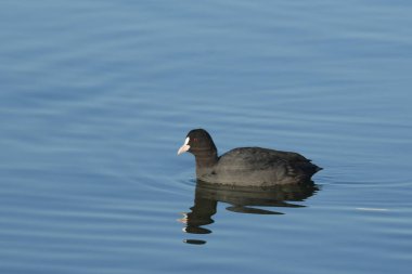 Avrupa tavuğu Fulica atra