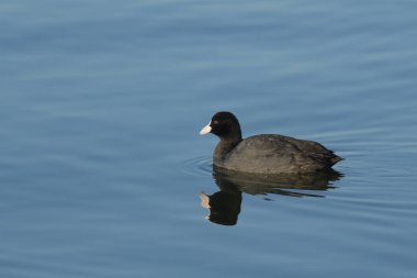 Avrupa tavuğu Fulica atra