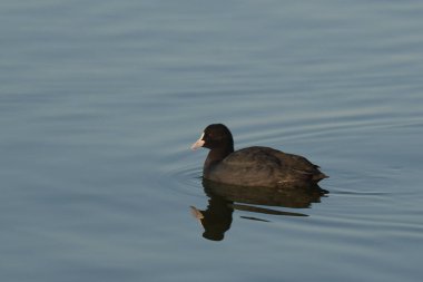 Avrupa tavuğu Fulica atra