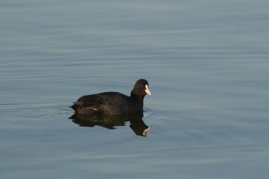 Avrupa tavuğu Fulica atra