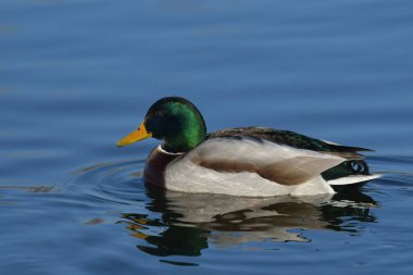 Mallard - (Anas platyrhynchos) su üzerinde 