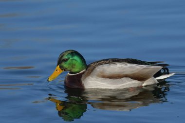Mallard - (Anas platyrhynchos) su üzerinde 