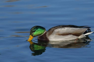 Mallard - (Anas platyrhynchos) su üzerinde