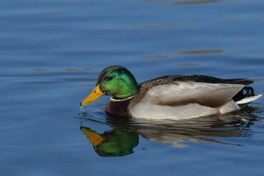 Mallard - (Anas platyrhynchos) su üzerinde