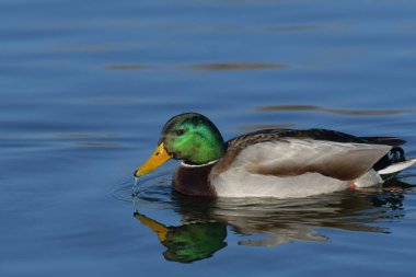 Mallard - (Anas platyrhynchos) su üzerinde