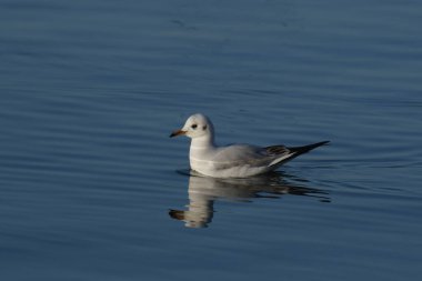 Siyah başlı martı - (Chroicocephalus ridibundus) 