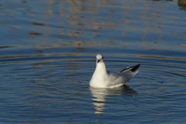 Siyah başlı martı (Chroicocephalus ridibundus) 