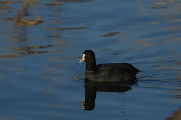 Avrupa tavuğu Fulica atra
