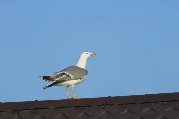 Sarı bacaklı martı - (Larus michahellis) 