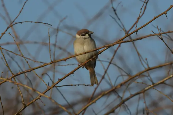 Avrasya ağaç serçesi - (Passer montanus) 
