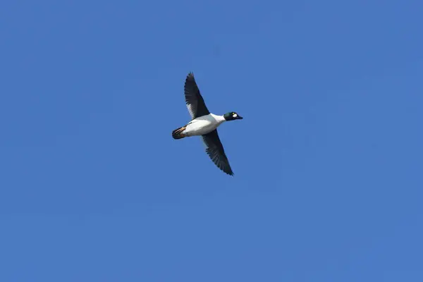 Yaygın Goldeneye - (Bucephala clurla) canlı yayında