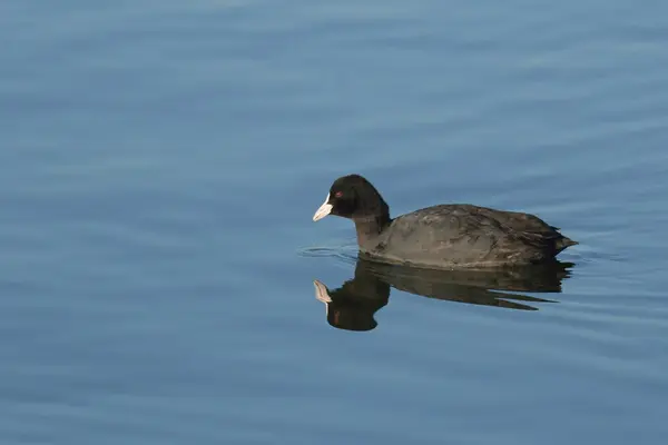 Avrupa tavuğu Fulica atra
