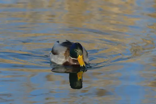Mallard - (Anas platyrhynchos) su üzerinde 