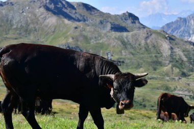 Güzel bir siyah inek, parlak mavi gökyüzünün altındaki yemyeşil bir dağ çayırında görkemli bir şekilde duruyor. Maison Planı. Cervinia. İtalya