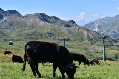 Huzurlu ineklerin ve teleferiklerin görkemli dağlarda dolaştığı çarpıcı dağ manzarası. Maison Planı. Cervinia. Alpler