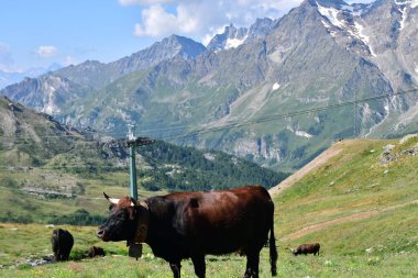 Güzel bir siyah inek, parlak mavi gökyüzünün altındaki yemyeşil bir dağ çayırında görkemli bir şekilde duruyor. Maison Planı. Cervinia. İtalya