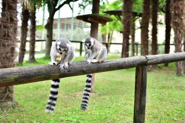 İki neşeli ve enerjik lemurun bereketli, yemyeşil bir çevrede, sağlam bir ahşap kirişin üzerinde birlikte oturması.