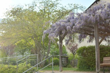 Huzurlu ve huzurlu bir bahçe sahnesi güzel çiçek açan salkımlar ve canlı, yemyeşil yapraklar her yerde sergileniyor.
