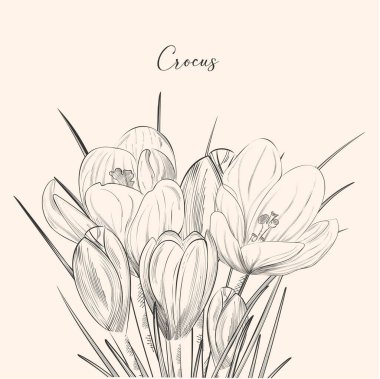 Crocus sativus, contour drawing of flowers in retro detailed style. Vintage contour flower plant, blooming wildflowers