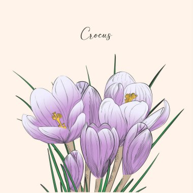 Crocus vector sketch illustration isolated on white background, saffron sketch art. Saffron flower. Template for packaging design, label, banner, poster,