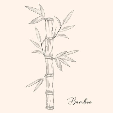 Elle çizilmiş bambu bitkisi. Çiçek dövmesi sanat tarzında detaylı. Beyaz arka planda siyah beyaz klipsli sanat. Antika vintage gravür çizimi