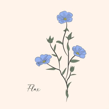 Vektör Flax çiçek botanik çiçekleri. Vahşi bahar yapraklı kır çiçeği izole edilmiş. Siyah beyaz işlemeli mürekkep sanatı. İzole keten illüstrasyon ögesi