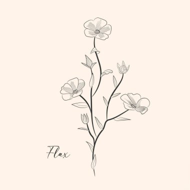 Flax bitkisi renkli çiçekler, dallar ve keten tohumu beyaz arka planda izole edilmiş. Vektör çizimi botanik. Eski gravür biçimi