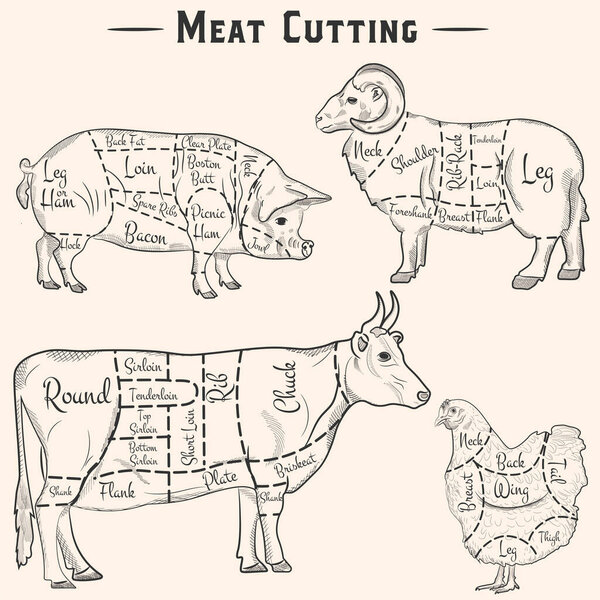 Pork, beef, lamb and chicken cuts - hand drawn set. Vector scheme of meat cutting in vintage style,
