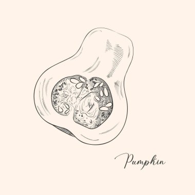 Kabak vektör çizim. İzole el çizim nesnesini dilimlenmiş parça ve tohum ile. Sebze oyulmuş stil illüstrasyon. Detaylı Vejetaryen Gıda kroki. Çiftlik market ürün