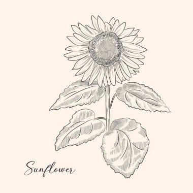 Beyaz arka plan üzerinde izole büyük ayçiçeği resmi çizim vektör antika gravür