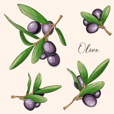 Beyaz arka planda siyah zeytin. Vektör çizimi. Siyah çizgili el çizimi