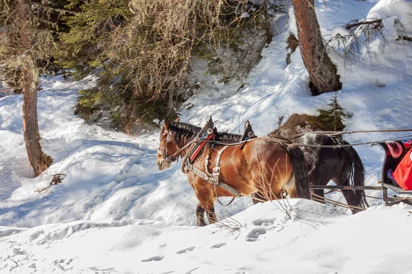 Horses Carriage Sleigh Sleigh Rides Winter Snow Sleigh — Stock Photo, Image