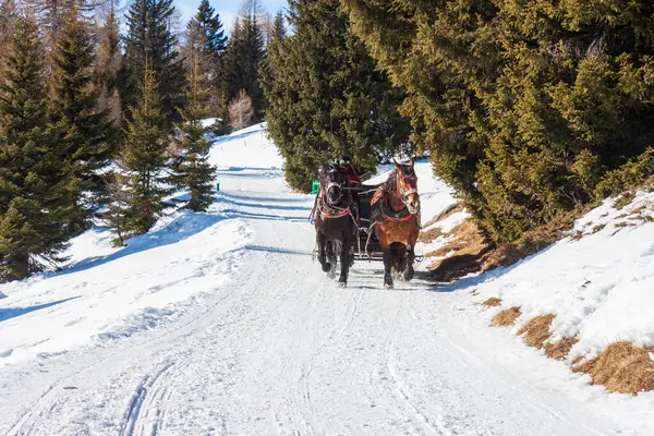 Cavalli Carrozza Slitta Gite Slitta Inverno Neve Slitta — Foto Stock