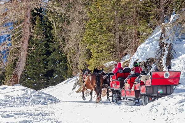 Passo San Pellegrino Italy February 2023 Tourists Sleigh Carriage Pulled — Stock Photo, Image