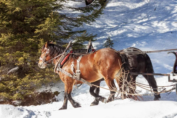 Cavalli Carrozza Slitta Gite Slitta Inverno Neve Slitta — Foto Stock