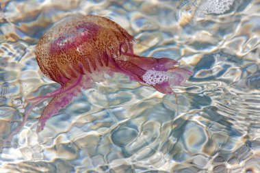 Elba adasının sularında küçük ve rahatsız edici bir denizanası. Aydınlık denizanası (Pelagia noctiluca), Pelagiidae familyasından bir denizanasıdır..