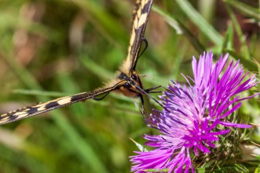 Devedikeni çiçeğinin üzerinde dinlenen ve nektar emen bir kral kelebeği. Kral kelebeği (Danaus plexippus), Nymphalidae familyasından bir kelebek türü..