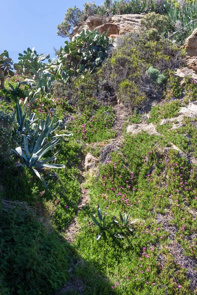 Colina Cubierta Por Arbustos Mediterráneos Con Peras Espinosas Agaves Hottentots — Foto de Stock