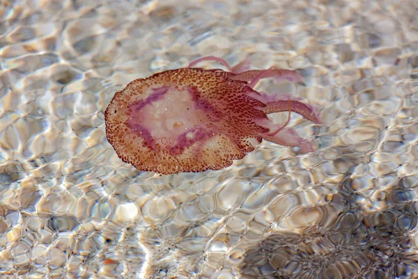 Small Annoying Jellyfish Waters Island Elba Luminous Jellyfish Pelagia Noctiluca — Stock Photo, Image