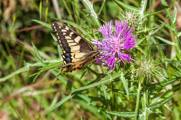 a monarch butterfly resting on a thistle flower sucking nectar. The monarch butterfly or simply monarch (Danaus plexippus) is a milkweed butterfly  in the family Nymphalidae.
