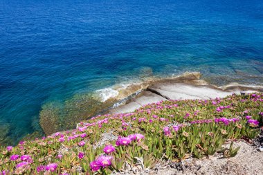 Granit kayalar ve Toskana takımadalarındaki Capo Sant Andrea 'daki Hottentot incirlerinin fuşya çiçekleri..