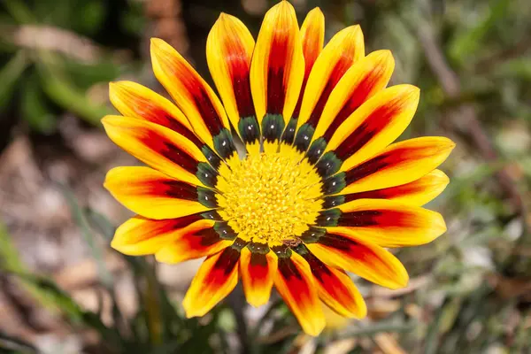 stock image Macro photography of beautiful yellow and orange gazania flower blooming during summer