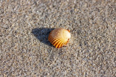 Kumdaki deniz kabukları. Yaz sahili geçmişi. Üst görünüm