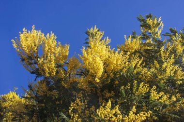 Çiçek açan Mimosa, Mimosaspring çiçekleri. Gümüş gagalı ağaç dalı. Akasya anlaşması Sarı tüylü toplar ve yapraklar.