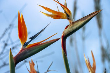 Genellikle cennet kuşu olarak bilinen Strelitzia, uçuşan bir kuşu andıran turuncu ve mavi taç yaprakları sergiler..