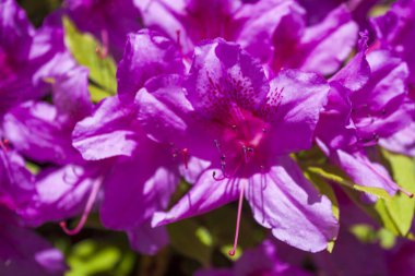 Açelya çiçeğinin (Rhododendron spp.) yakın çekimi. Fuşya renginde narin taç yaprakları vardır.. 