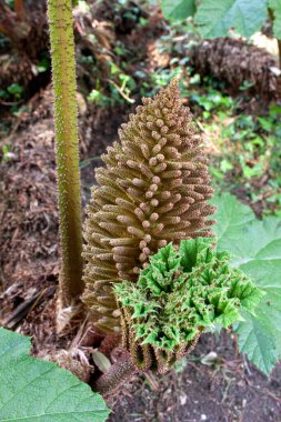 Dev ravent olarak bilinen Gunnera manicata, dikenli, uzatılmış bir inflorescences içerir..