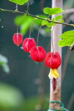Abutilon megapotamicum, Arjantin, Brezilya ve Uruguay 'a özgü bir Abutilon türüdür..